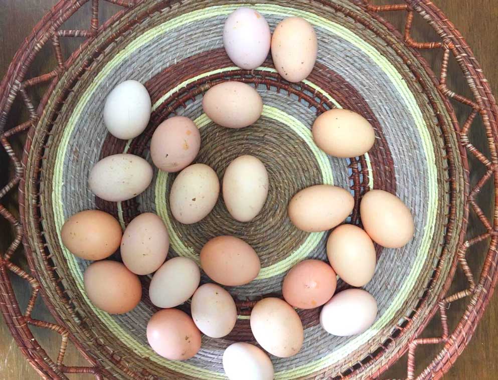 Fresh italian eggs