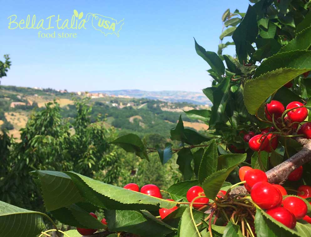 Italian amarene cherries
