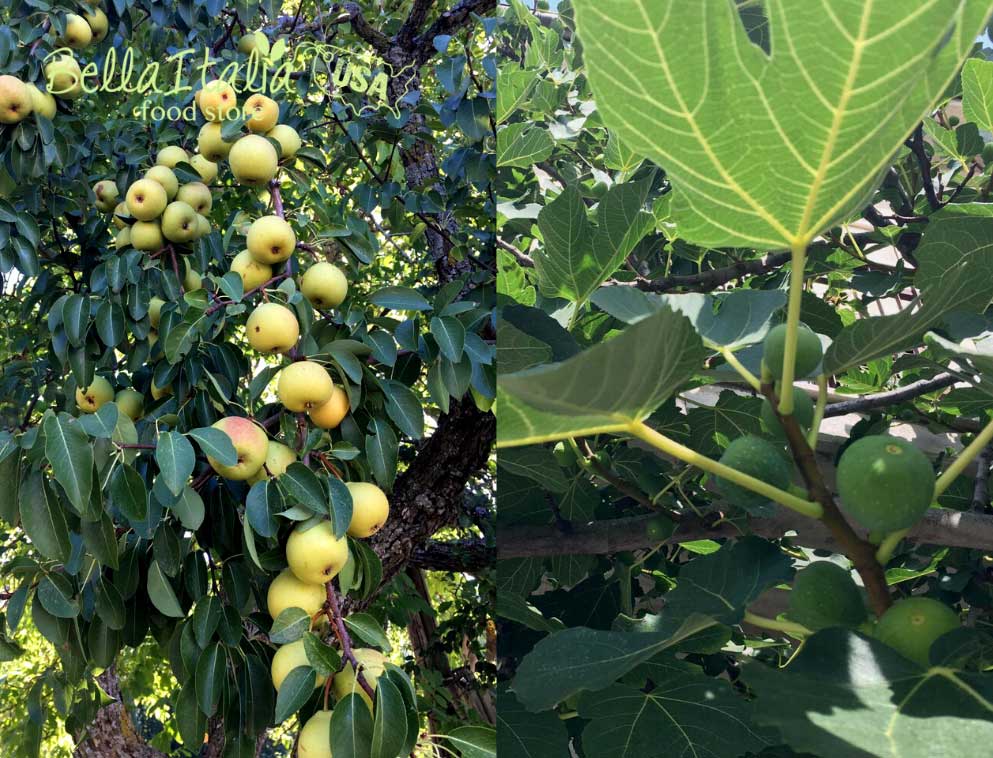 Pears tree